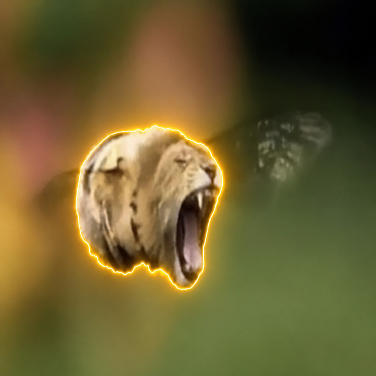 Lion walrus